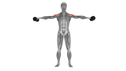 Dumbbell side raise - front view - position 2
