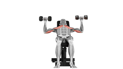 Dumbbell incline bench press exercise  demonstration with muscle identification - front view