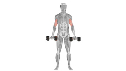 Dumbbell Curl - front view - position 2