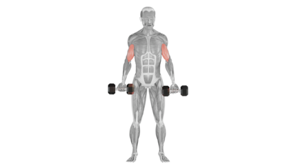 Dumbbell Curl - front view - position 2