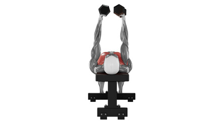 Dumbbell fly exercise  demonstration with muscle identification - front view