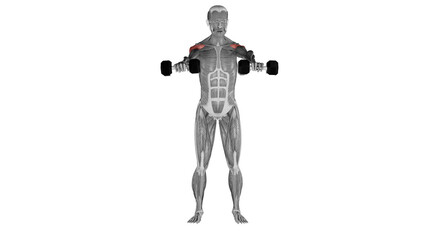 Dumbbell front raise exercise  demonstration with muscle identification - front view