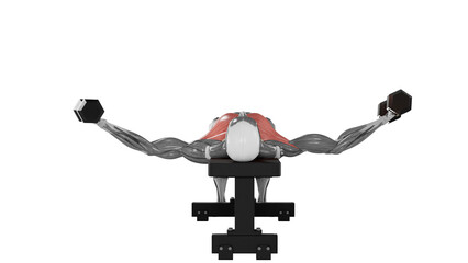 Dumbbell fly exercise  demonstration with muscle identification - front view