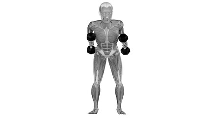 Dumbbell tricep kickback exercise  demonstration with muscle identification - front view