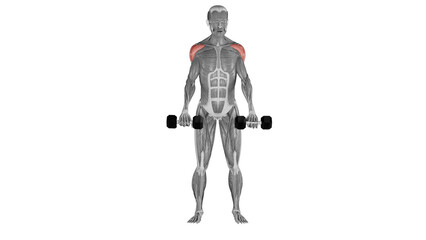 Dumbbell Front Raise - front view - position 1