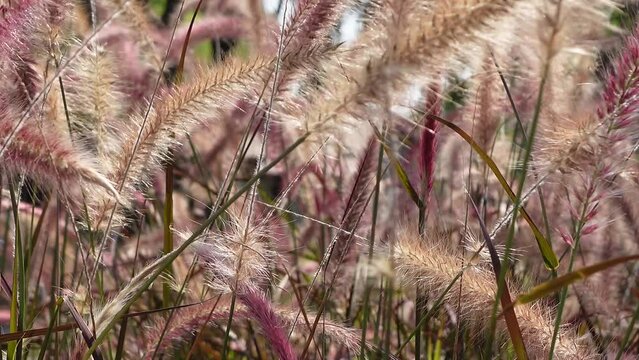Pennisetum Fountain Grasses in the garden.