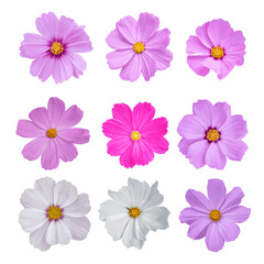 Watercolor cosmos flower isolated on transparent background. vector illustration.