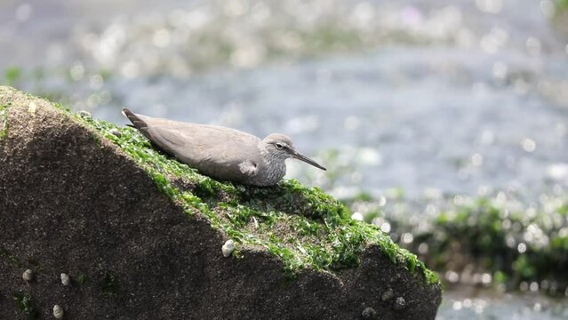 The wandering tattler (Tringa incana), found in far-eastern Russia, Alaska, portions of the California coast and northwestern Canada. This photo was taken in Japan.