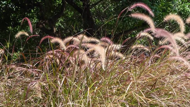 Pennisetum Fountain Grasses in the garden.