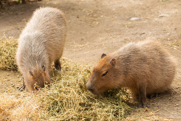 Two capybaras grazing peacefully on hay in a natural setting