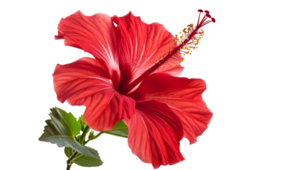 red hibiscus 