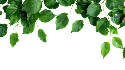 branch leaves or green leaf