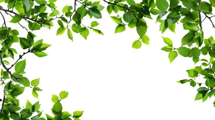 Fototapeta premium branch leaves or green leaf