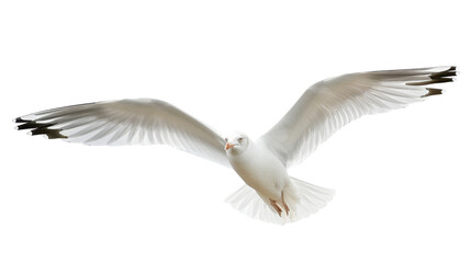 Obraz premium seagull 