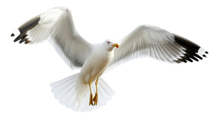 seagull 