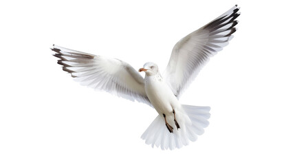 Fototapeta premium seagull 