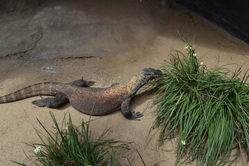 lizard on the ground