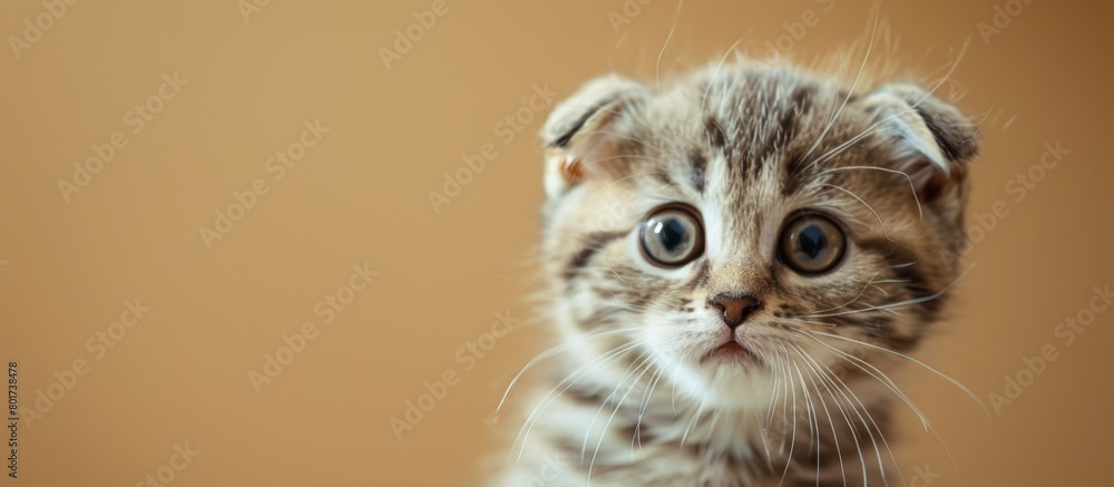 Poster a tiny fluffy kitten with a playful demeanor is attentively looking towards the camera