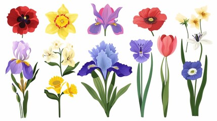 Botanical set of garden floral plants Gorgeous clematis, craspedia, daffodil, irises, peony, poppy, tulip and pansy flowers isolated on white background Colorful flat vector illustration