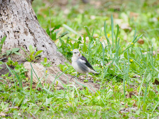 春のコムクドリ,オス