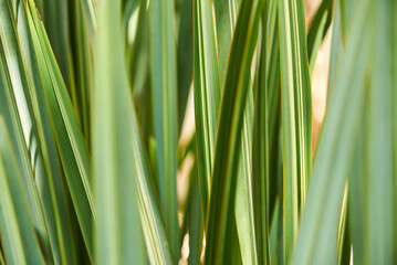 Close up view of leaves of the flax plant, phormium tenax, a popular ornamental species whose...