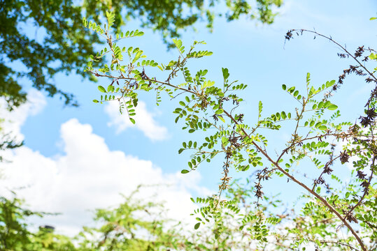 Branch of wild indigo or anil, indigofera suffruticosa, shrub plant commonly used to produce a blue natural pigment.