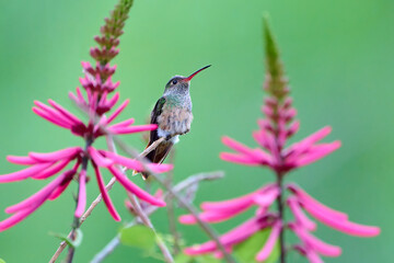 Buff-bellied hummingbird, Amazilia yucatanensis, posing between flowers in South Texas.