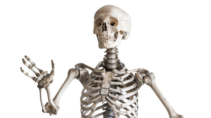 skeleton