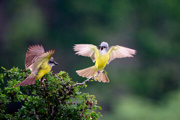 Tropical kingbird, Tyrannus melancholicus, perched on a branch on top of a tree in the Rio Grande Valley, TX.