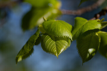 Green leaves on blue sky