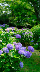 青い紫陽花が鮮やかな初夏の風景