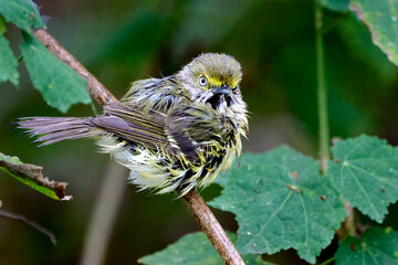 White-eyed vireo, vireo griseus, posing on a perch after a bath in the Rio Grande Valley, TX.