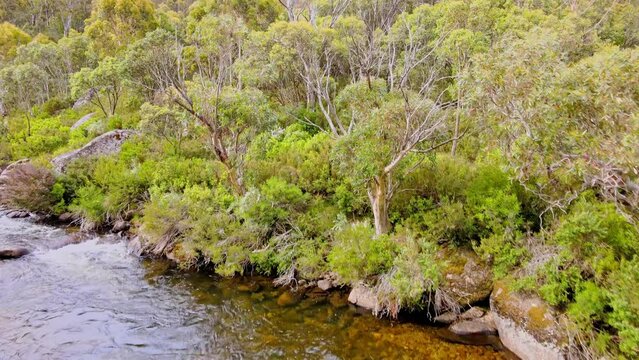 Fresh River Stream In The Woods Of Kosciuszko National Park, New South Wales, Australia. Aerial Drone Shot