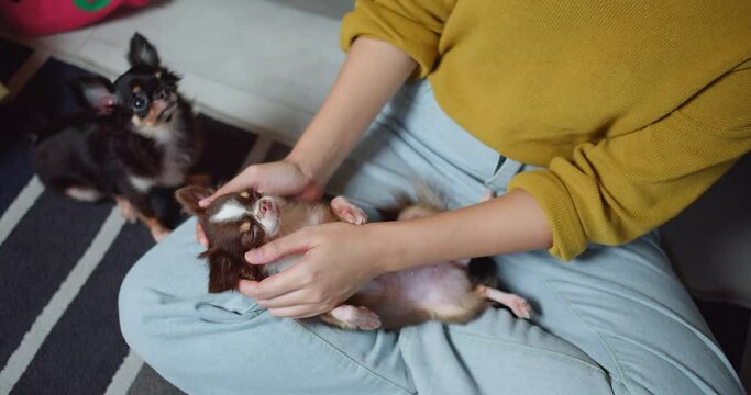 A woman is holding small puppies laying on her lap stroking with her hands and they seem to be enjoying the attention from the woman pet owner in living room at home. Concept of warmth and affection