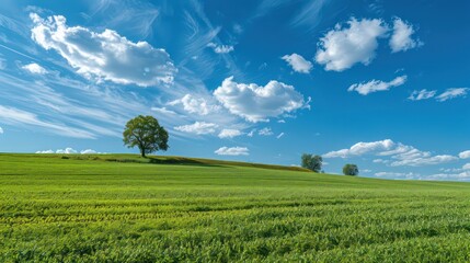 wheat field on the hillside, light clouds on the blue sky