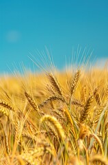 yellow barley, wheat in the countryside with blue sky