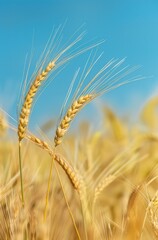 yellow barley, wheat in the countryside with blue sky