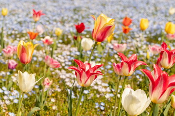 Colorful tulip flowers in the field , kagawa, shikoku, japan	 - obrazy, fototapety, plakaty