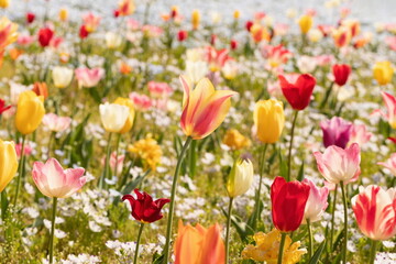 Colorful tulip flowers in the field , kagawa, shikoku, japan	