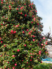 山に咲く山茶花と街の風景