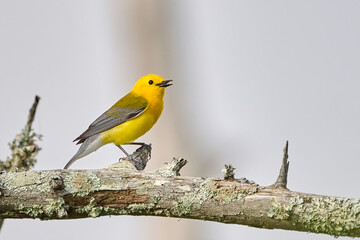 Prothonotary Warbler, Protonotaria citrea, posing on a branch on Black Bayou, Louisiana.