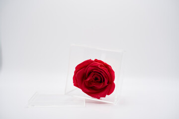 preserved rose, rosa preservada, rosa inmortalizada, rosa roja