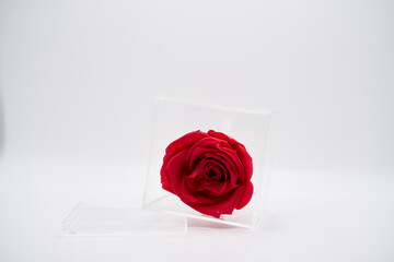 Fototapeta premium preserved rose, rosa preservada, rosa inmortalizada, rosa roja