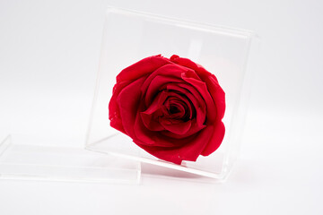 preserved rose, rosa preservada, rosa inmortalizada, rosa
 roja