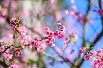 Beautiful Pink Cherry Blossom or Sakura flower blooming in blue sky on nature background