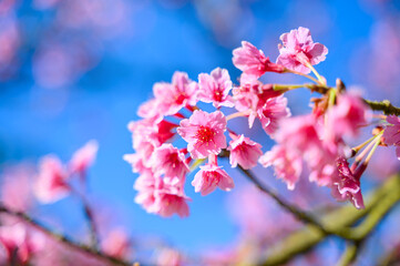 Beautiful Pink Cherry Blossom or Sakura flower blooming in blue sky on nature background