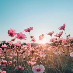 dainty pink flowers in the field, clear blue sky, mobile phone wallpaper, sunset, vintage light, aesthetic and dreamy 