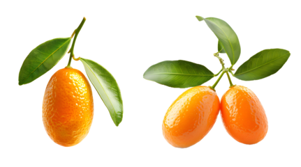 fresh kumquat isolated on a transparent PNG background, white background , cut out, clipping path, Generative Ai