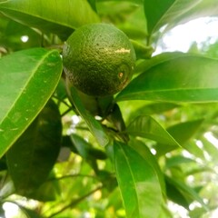 Lemon with tree. Green lemon The Sicilian green Lemon, a citrus fruit with green skin, is a highly...