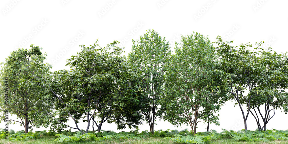 Poster forest isolate transparent background.3d rendering png.